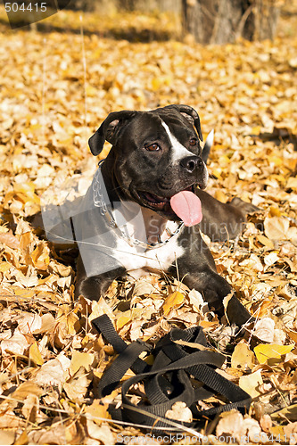 Image of Portrait of the american staffordshire terrier laying on foliage