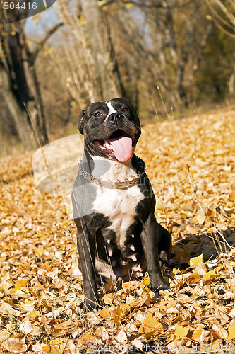 Image of American staffordshire terrier against yellow foliage