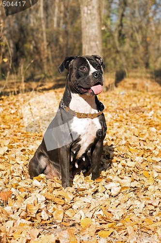 Image of American staffordshire terrier against yellow foliage