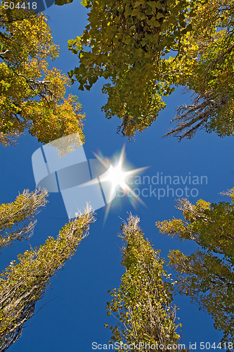 Image of Autumn landscape: trees with yellow foliage and the sun