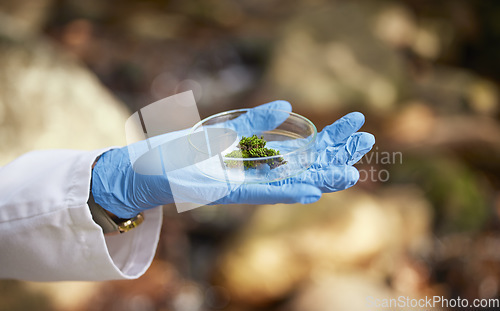 Image of Science, nature and hands with moss sample for inspection, environmental and ecosystem study. Agriculture, biology and scientist with petri dish in forest for analysis, research and growth data