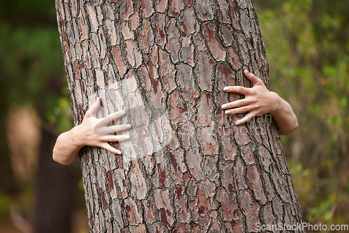 Image of Nature, saving and a person with a tree hug for sustainability, planet love and ecology. Forest, earth day and hands hugging trees to show care for woods, deforestation and climate change in a park