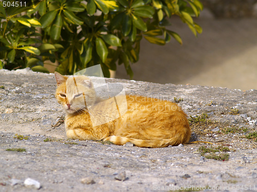 Image of stray cat