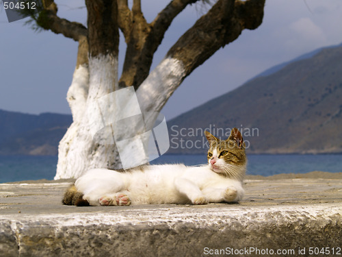 Image of stray cat