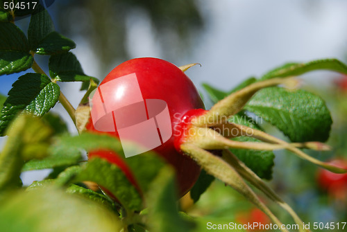 Image of Rose hip