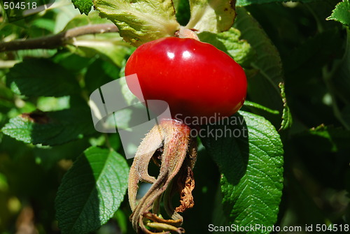 Image of Rose hip