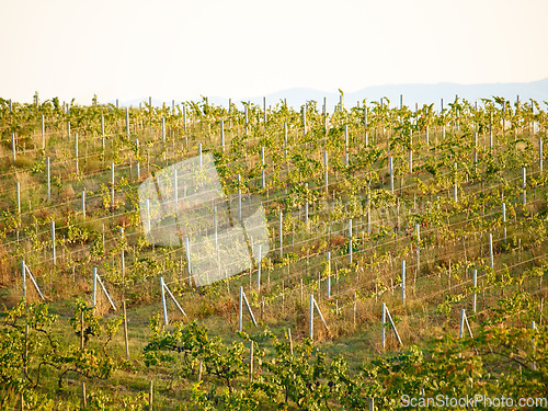 Image of Outdoor vineyard landscape, farm and agriculture with plants, leaves or sustainability in summer sunshine. Sustainable farming, agro countryside or environment with eco friendly development in nature