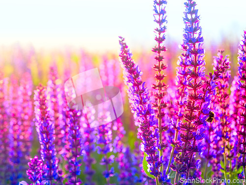 Image of Nature, environment and lavender flowers on a field in summer, growth and calm in countryside. Spring, morning and purple plants growing on natural ground for aromatherapy and holistic sustainability