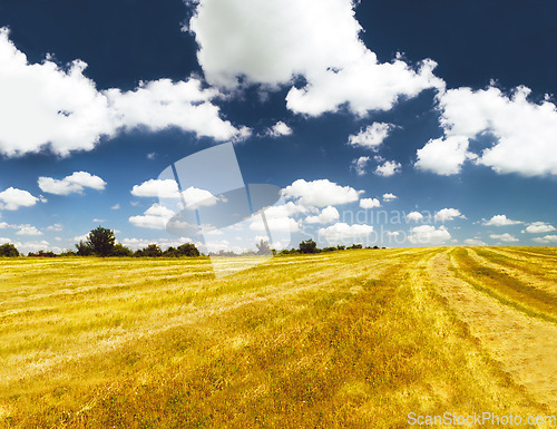 Image of Grass, landscape and outdoor with sky, clouds and golden field in countryside with summer sunshine. Earth, natural aesthetic and farming land with mock up space on horizon for ecology by background