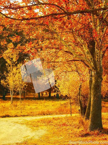 Image of Leaves, forest and road on natural background or path in the countryside. Nature, outdoor and grass or maple trees in sunny park on earth day or sustainable eco conservation for environment