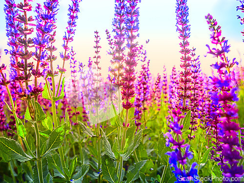 Image of Lavender flowers, nature and sustainability with plant growth in a garden of field during spring season. Earth, summer and environment with beautiful wildlife growing in the countryside at sunrise