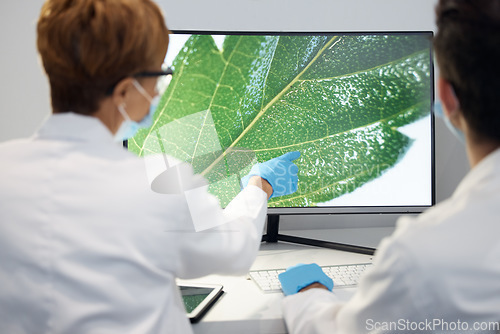 Image of Plant, science and researchers with computer, screen and planning for sustainability, organisms and breakthrough. Back, scientist or employees with pc, leaves and image with ecology study or analysis