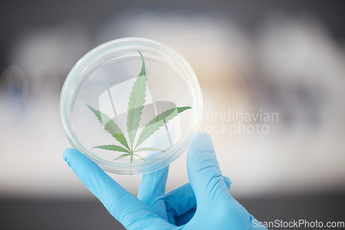 Image of Medical science, cannabis and plant in hand of scientist with a petri dish for biology and medicine. Expert person in laboratory with marijuana or cbd leaf for healthcare, research or sustainability