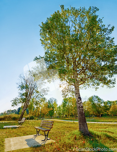 Image of Bench, tree and a park in summer or spring during the day for sustainability on a clear blue sky. Earth, nature and landscape with a beautiful view of green grass on an open field in the countryside