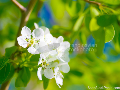 Image of Spring, garden and pear leaf flowers or branch, green trees and beauty of Chinese floral, plants or natural growth. White tree, calm environment and blossom leaves or zen, summer and gardening