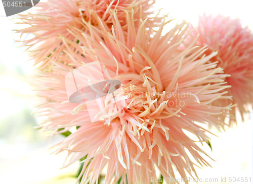 Image of Pink aster