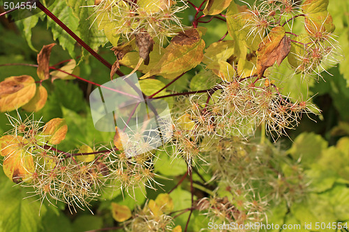 Image of Fluffy plant