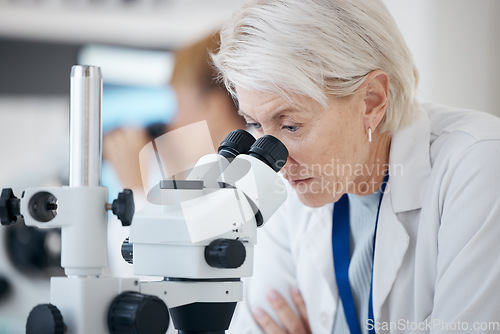 Image of Senior woman, scientist and microscope in forensics for discovery, breakthrough or healthcare research in lab. Mature female medical professional in scientific or science examination or experiment