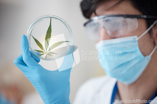 Image of Medical cannabis, science and leaf in hand of scientist with a petri dish for biology and medicine. Expert man in laboratory with marijuana or cbd plant for healthcare, research or sustainability