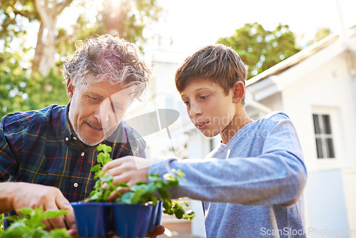 Image of Senior man planting plants with his grandchild in a garden for agriculture, sustainability or gardening. Nature, bonding and elderly male person checking leaves with boy child in the backyard at home