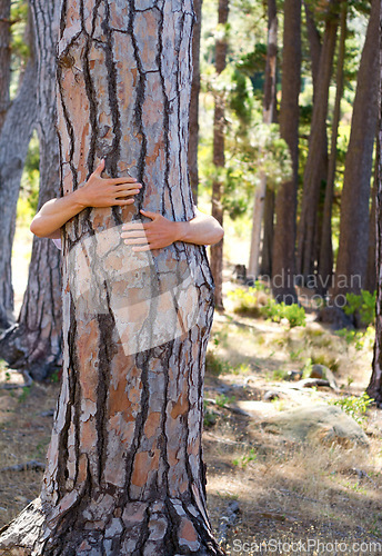 Image of Closeup, hug and person outdoor, tree and sustainability in the woods, natural and carbon footprint. Zoom, human and nature lover embrace, forest and clean energy with climate change and protection