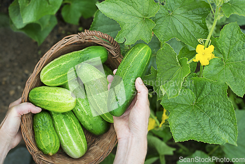 Image of Cucumber harvest