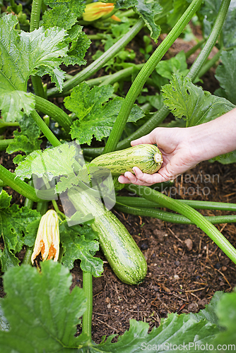 Image of Zucchini harvest