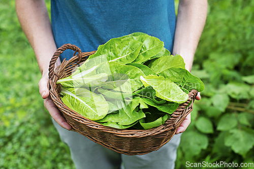 Image of Chard leaves 