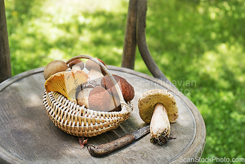 Image of Boletus edulis mushroom porcini 