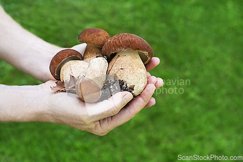 Image of Boletus edulis mushroom porcini