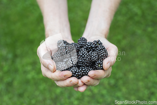 Image of Blackberry 