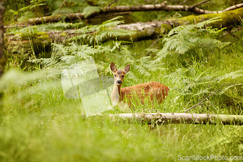 Image of Nature, baby and environment with deer in forest for wildlife, summer and hunting. Newborn, wilderness and fauna with animal in grass field of woods for peaceful, meadow and natural ecosystem