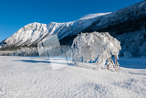 Image of Bent snow covered frozen tree