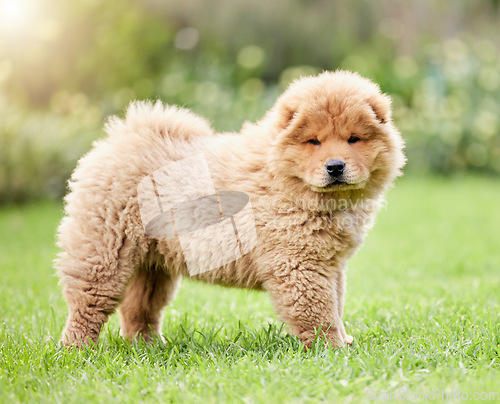 Image of Cute, pets and grass with portrait of dog on backyard lawn for animals, fluffy and mammal. Summer, environment and nature with chow chow puppy on outdoor field for playful, relax and purebred