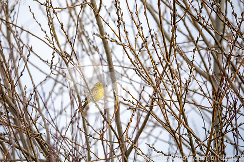 Image of Bird European greenfinch in the nature