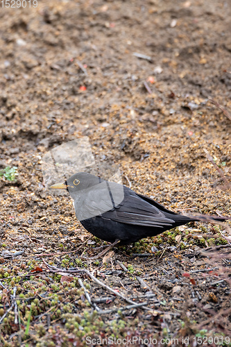 Image of male of Common black bird in winter