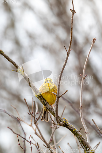 Image of Bird European greenfinch in the nature