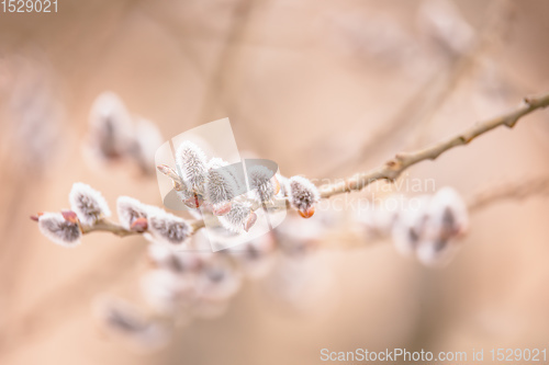 Image of pussy-willow holiday, background