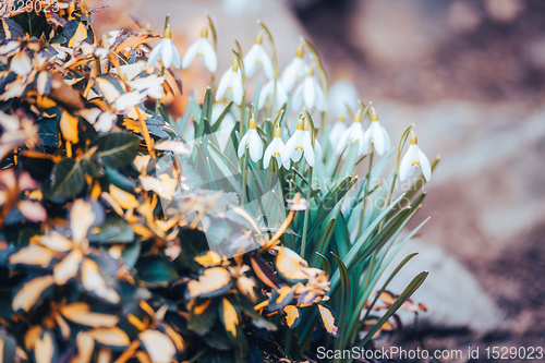 Image of beautiful white snowdrop flower in garden