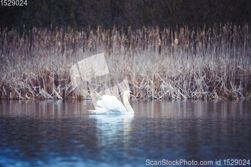 Image of Wild mute swan in spring on pond