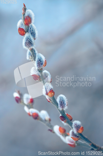 Image of pussy-willow holiday, background