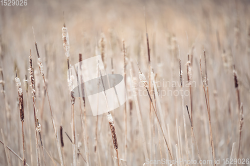 Image of orange reeds in spring time