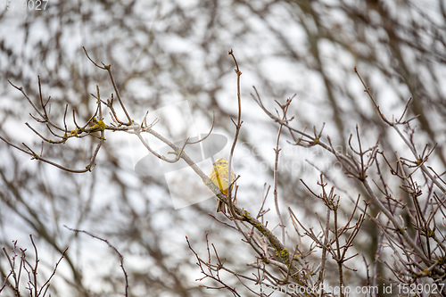 Image of Bird European greenfinch in the nature