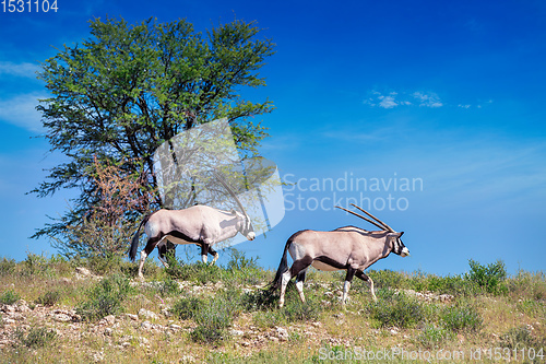 Image of Gemsbok, Oryx gazella in Kalahari