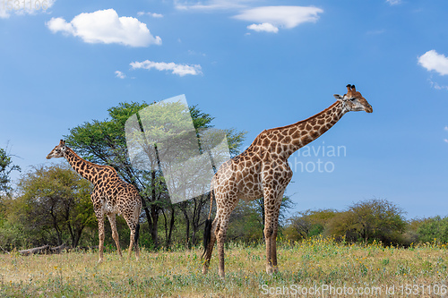 Image of South African giraffe Chobe, Botswana safari