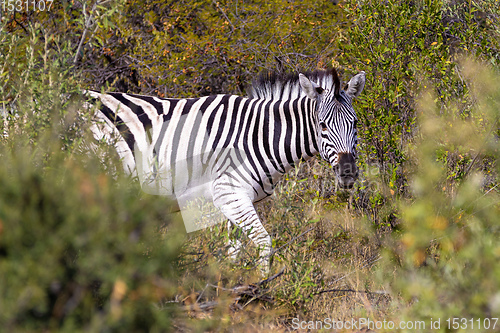 Image of Zebra in bush, Namibia Africa wildlife
