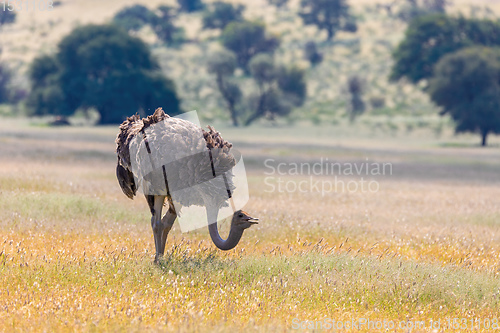 Image of Ostrich, in Kalahari,South Africa wildlife safari