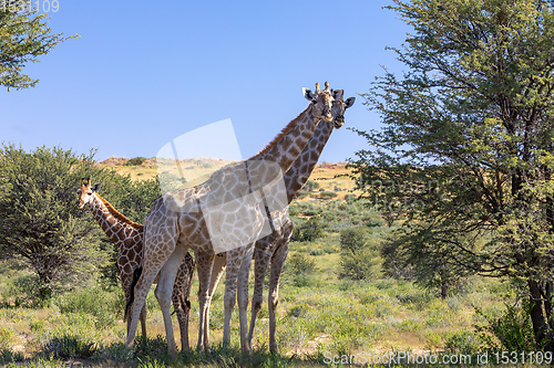 Image of cute Giraffes South Africa wildlife