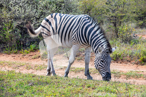 Image of Zebra in bush, Namibia Africa wildlife