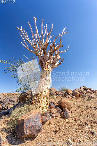 Image of Aloidendron dichotomum, aloe tree, Namibia wilderness